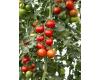 Tomato Bauna Disease resistance 10 seeds